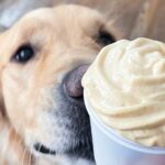 Pup Cup: The Perfect Doggy Indulgence