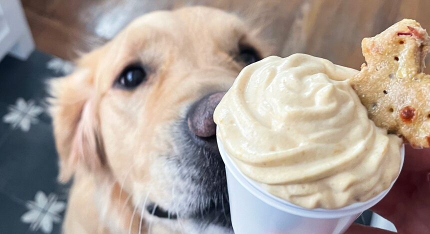 Pup Cup: The Perfect Doggy Indulgence